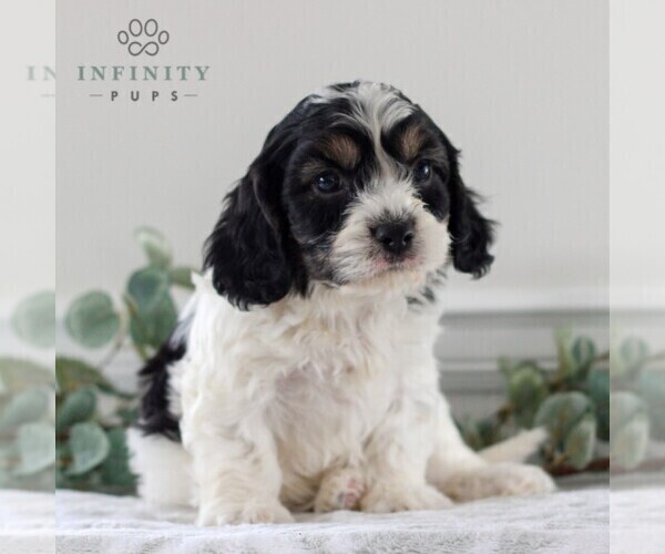 Medium Photo #5 Cavachon Puppy For Sale in GORDONVILLE, PA, USA