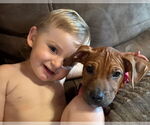 Small #1 American Pit Bull Terrier-American Staffordshire Terrier Mix