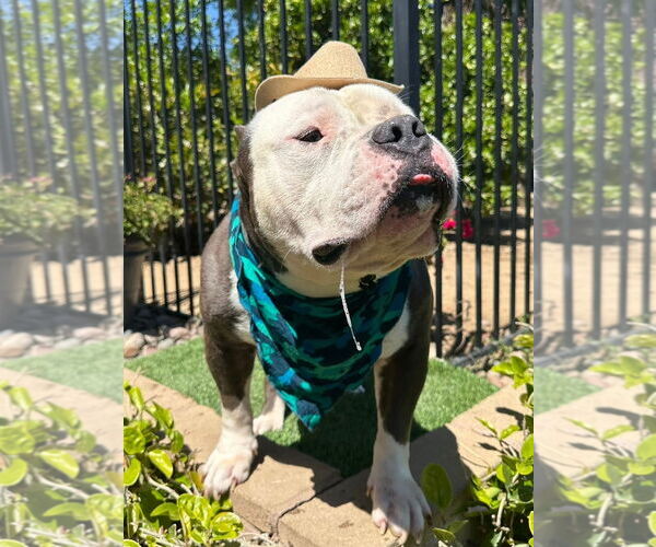 Medium Photo #9 American Bulldog-American Staffordshire Terrier Mix Puppy For Sale in Redlands, CA, USA