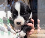 Puppy Scout Border-Aussie