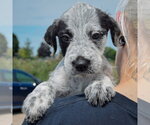 Small #5 Mutt