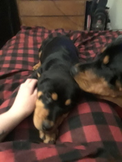 Rottweiler Puppy for sale in FLINT, MI, USA