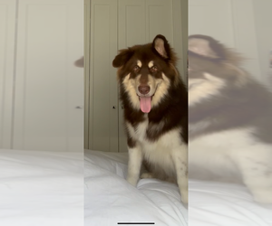 Father of the Alaskan Malamute-Pomsky Mix puppies born on 08/03/2025