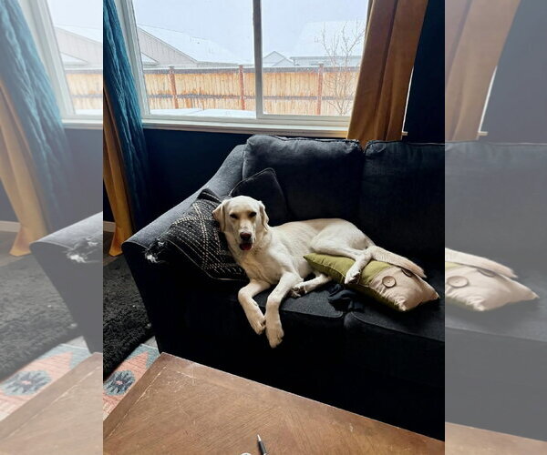 Medium Photo #5 Shepradors Puppy For Sale in Bountiful, UT, USA
