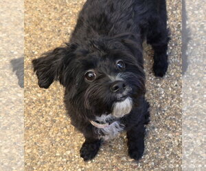 Poodle (Miniature)-Unknown Mix Dogs for adoption in Dallas, TX, USA