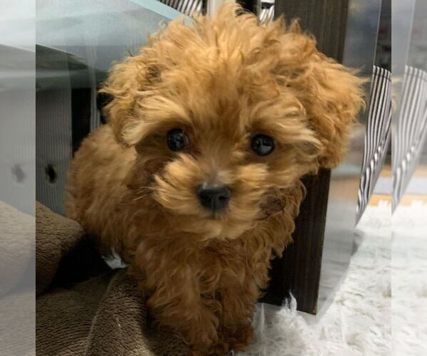 Medium Photo #1 Poodle (Toy) Puppy For Sale in NEW YORK, NY, USA