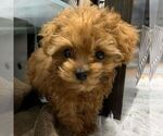 Small Poodle (Toy)