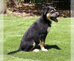 Small #2 German Shepherd Dog Mix