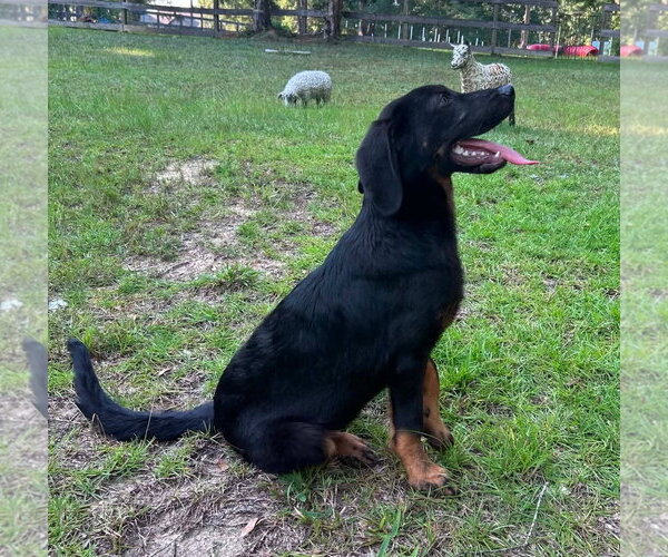 Medium Photo #2 Bloodhound-Unknown Mix Puppy For Sale in Wetumpka, AL, USA