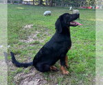 Small #1 Bloodhound Mix