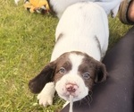 Small #10 English Springer Spaniel