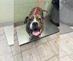 Small American Bulldog Mix