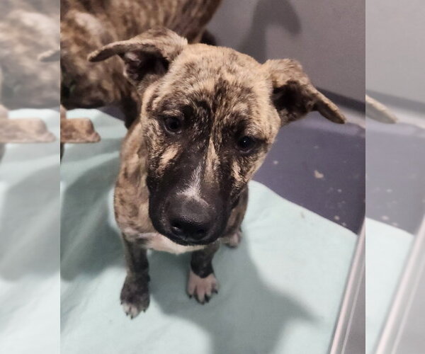 Medium Photo #1 Catahoula Leopard Dog Puppy For Sale in Walnutport, PA, USA