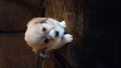 Medium Photo #1 Pembroke Welsh Corgi Puppy For Sale in EDNA, KS, USA