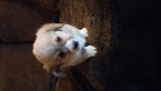Small Photo #1 Pembroke Welsh Corgi Puppy For Sale in EDNA, KS, USA