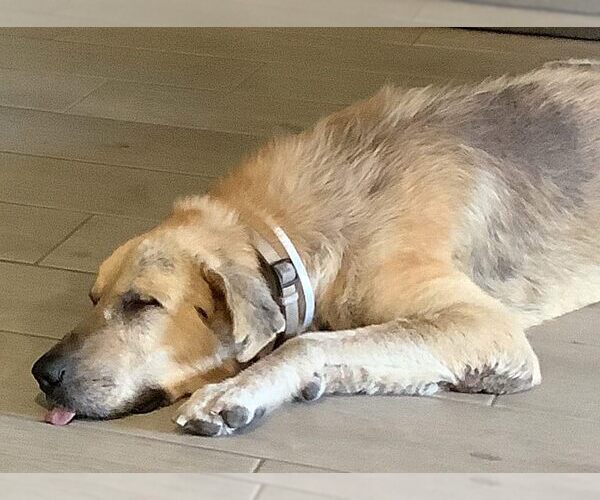 Medium Photo #13 Great Pyrenees-Unknown Mix Puppy For Sale in Boonton, NJ, USA