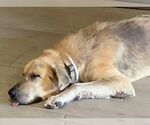 Small #12 Great Pyrenees Mix