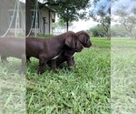 Small Photo #7 German Shorthaired Lab Puppy For Sale in BLACKWELL, TX, USA