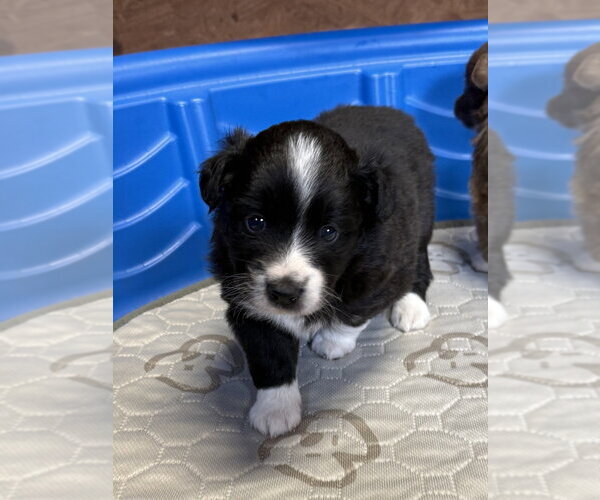 Medium Photo #3 Australian Shepherd Puppy For Sale in Bolivar, MO, USA