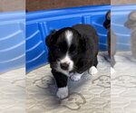 Small Photo #3 Australian Shepherd Puppy For Sale in Bolivar, MO, USA
