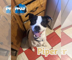 American Pit Bull Terrier-Unknown Mix Dogs for adoption in Binghamton, NY, USA