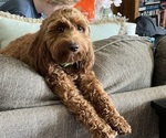 Small Photo #1 English Cream Golden Retriever-Poodle (Miniature) Mix Puppy For Sale in MOBERLY, MO, USA