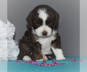Aussiedoodle Miniature Puppy for sale in SUNBURY, PA, USA
