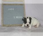 Small Photo #2 French Bulldog Puppy For Sale in PRINCE FREDERICK, MD, USA