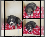 Small Photo #4 Siberian Husky Puppy For Sale in BLOOMFIELD, IN, USA