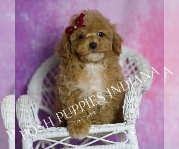 Medium Photo #1 Poodle (Miniature) Puppy For Sale in WARSAW, IN, USA