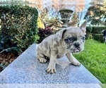 Small #253 French Bulldog