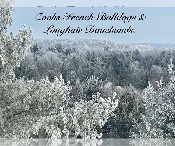 Medium Photo #36 French Bulldog Puppy For Sale in FORT PLAIN, NY, USA