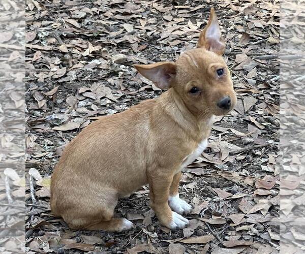 Medium Photo #2 Chihuahua-Unknown Mix Puppy For Sale in Yardley, PA, USA