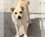 Small #3 Cairn Terrier
