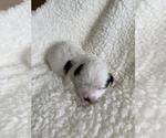 Small Photo #3 Maltipoo-Morkie Mix Puppy For Sale in LITHIA, FL, USA