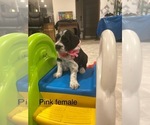 Small #4 Portuguese Water Dog
