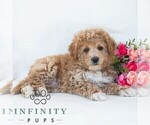 Small #2 Poochon