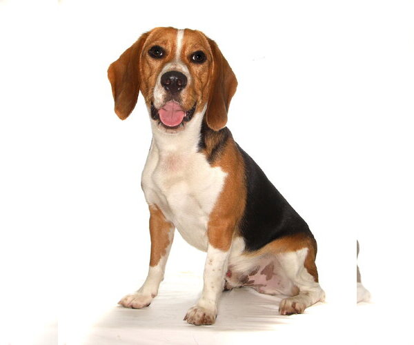 Medium Photo #3 Beagle Puppy For Sale in Oakland Park, FL, USA