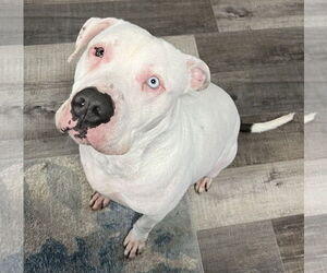 Bullypit Dogs for adoption in Sistersville, WV, USA