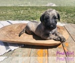 Small Photo #25 Irish Wolfhound-Poodle (Standard) Mix Puppy For Sale in OMAHA, AR, USA