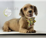 Small #1 Havanese