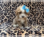 Small #7 Cockapoo (Miniature)