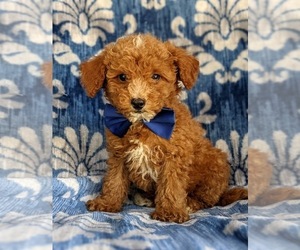 Poodle (Miniature) Puppy for sale in KIRKWOOD, PA, USA