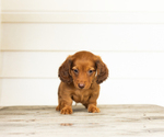 Small #1 Dachshund