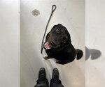 Small Border-Aussie