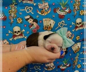 Shih Tzu Puppy for sale in WINNSBORO, LA, USA