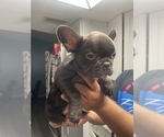 Small Photo #8 French Bulldog Puppy For Sale in SPRING HILL, FL, USA