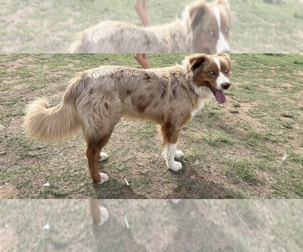 Medium Photo #1 Australian Shepherd Puppy For Sale in COTOPAXI, CO, USA