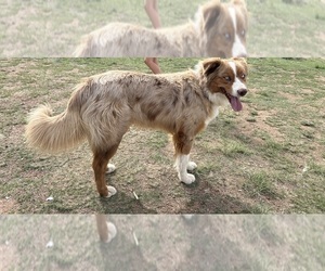 Father of the Australian Shepherd puppies born on 09/09/2025