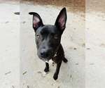Small #1 Mutt